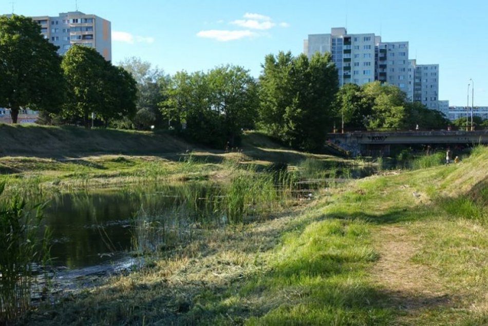 Chorvátske rameno v Petržalke, kosenie brehov