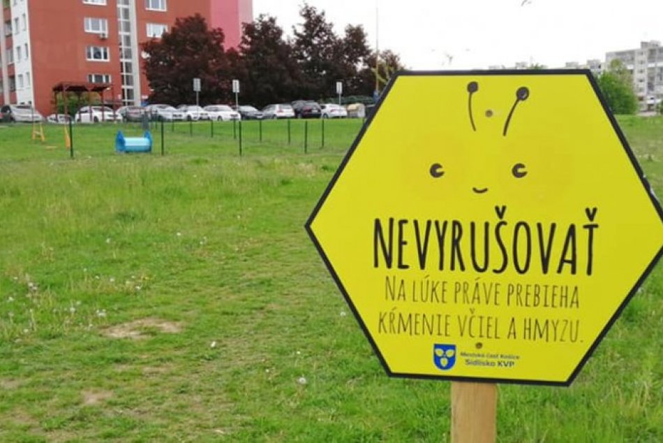 KVP - lúka s lúčnymi kvetmi