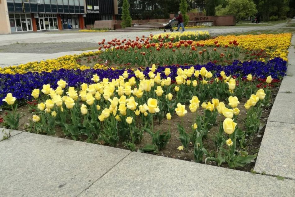 V OBRAZOCH: Kvety na Námestí Slobody hýria farbami