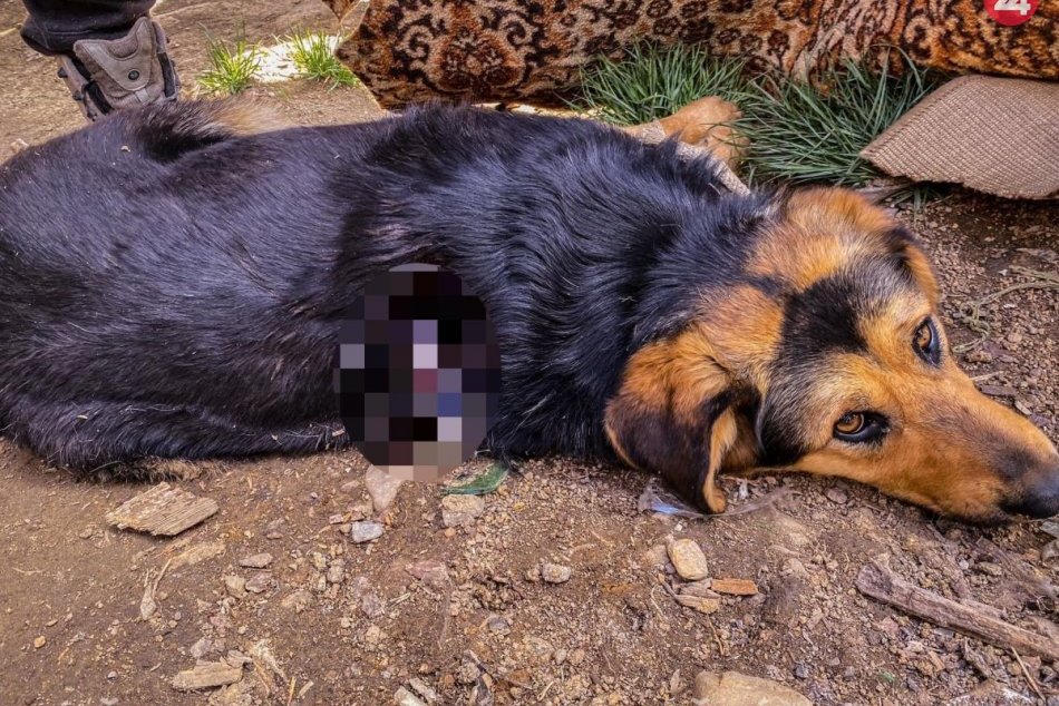 V Huncovciach týrali dvoch psov