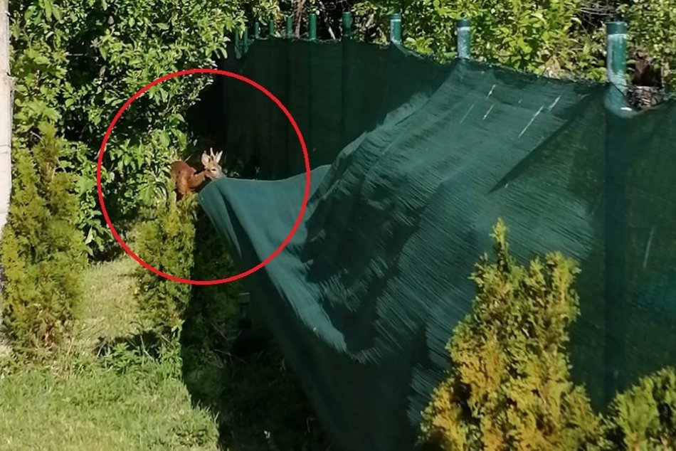 V záhrade rodinného domu pobehoval srnec: Zatúlané zviera museli uspať