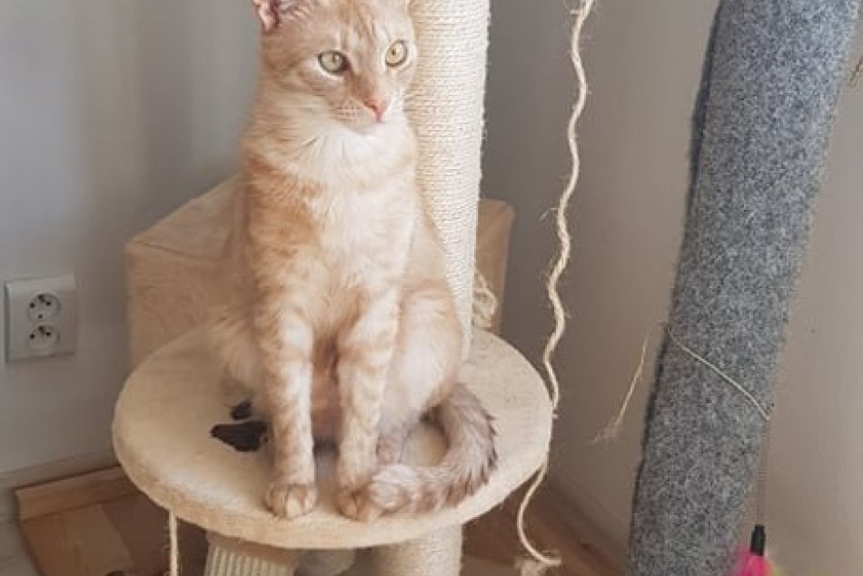 V OBRAZOCH: Stratený kocúrik, videli ste ho niekde v Bystrici?