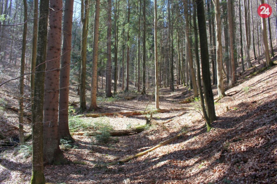 V OBRAZOCH: Badínsky prales je nedotknutou oázou pokoja