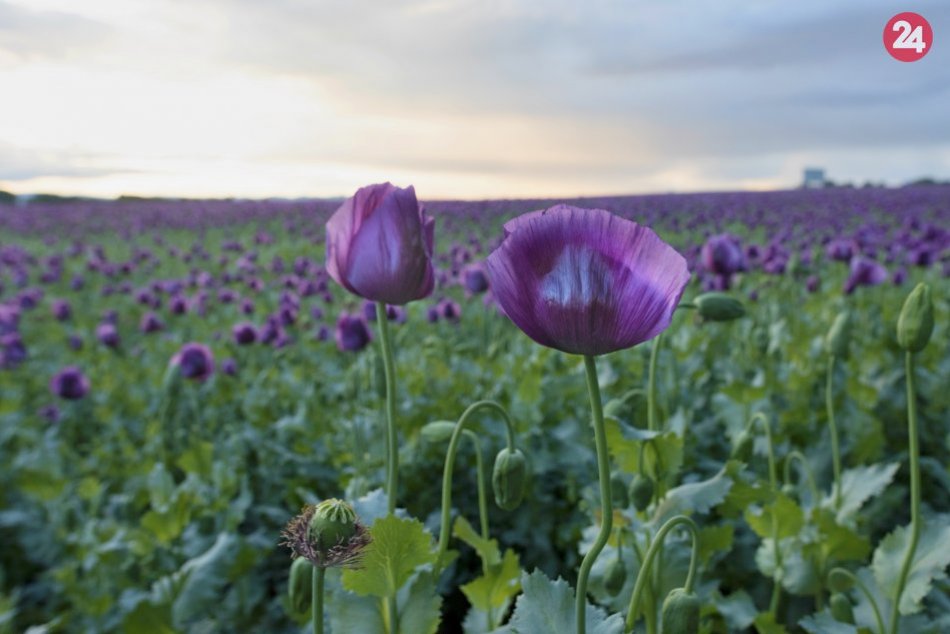 Rozkvitnuté makové pole