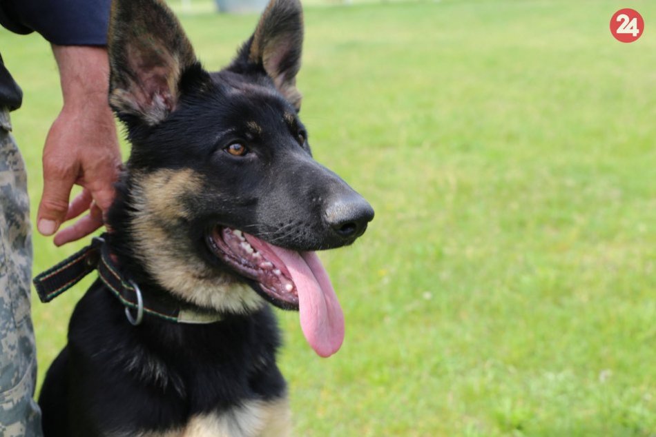 Krásavec s netradičným menom: Nitrianska polícia má novú štvornohú posilu