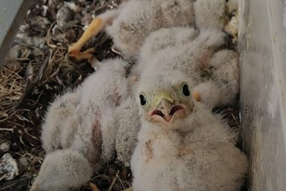 V OBRAZOCH: Pod Urpínom vyrastajú 4 malé sokoly priamo v kvetináči