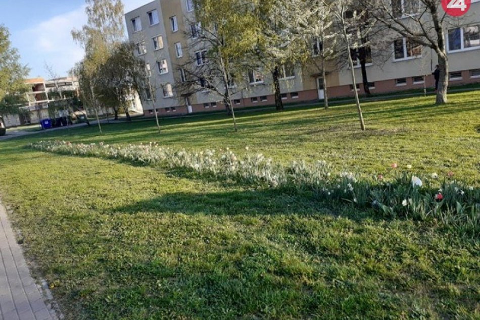 Kvetinové záhony v Šali