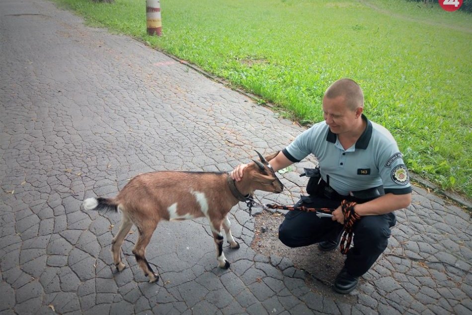 V OBRAZOCH: Mestská polícia zadržala Štefana v Mestskom parku
