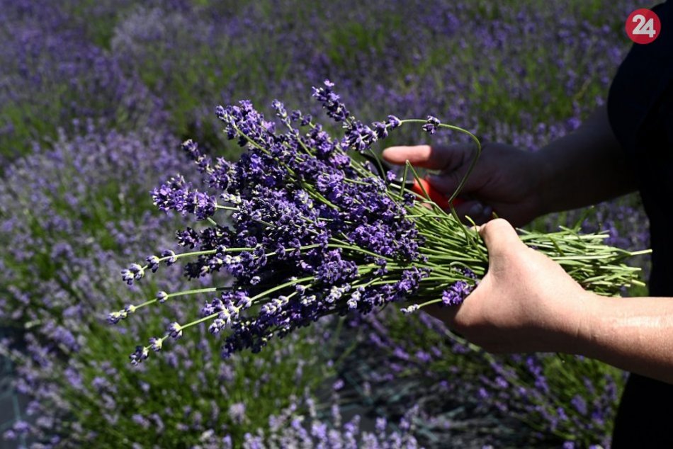 Levanduľové pole v Svinnej