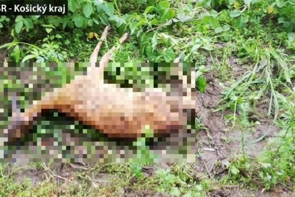 Pri jazde na štvorkolke zrazil srnu