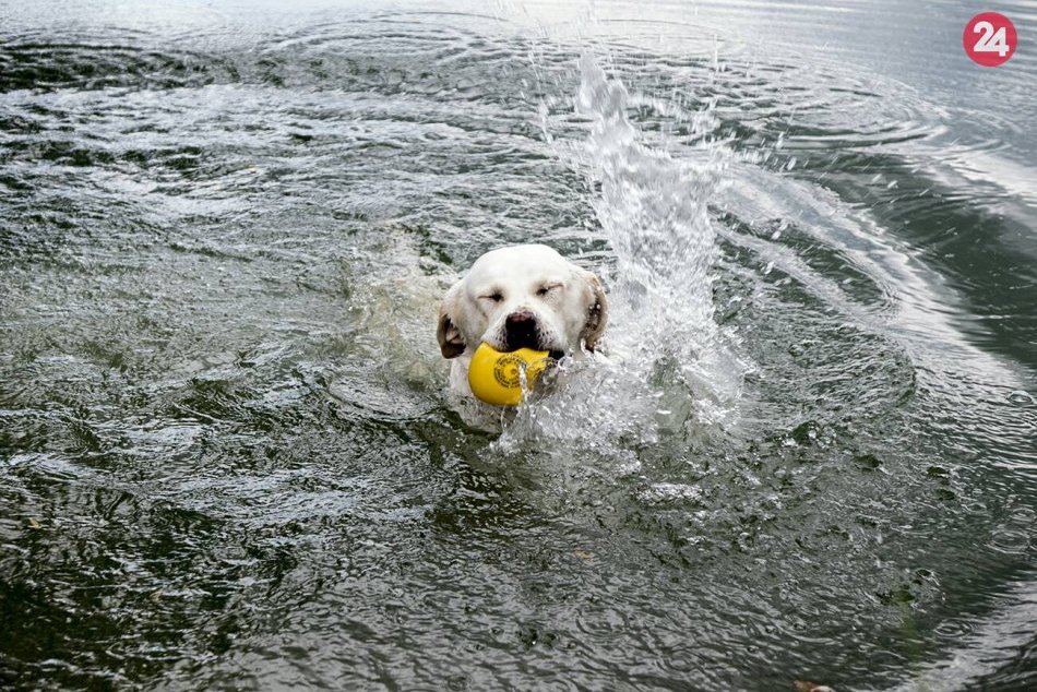 Zákaz kúpania psov v Draždiaku