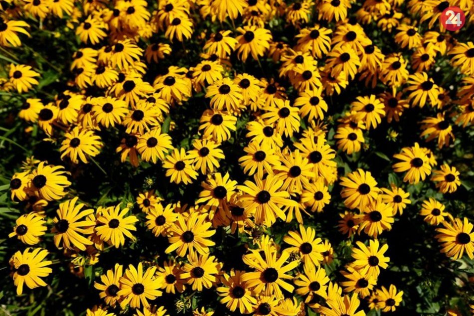 Lúka na Kamennom námestí a Námestí SNP