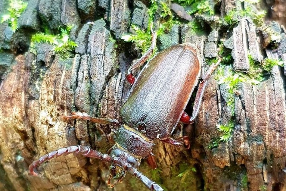 Chrobáčiky v Bratislavskom lesoparku