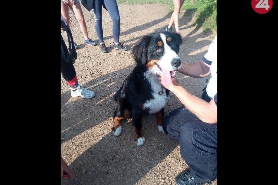 V OBRAZOCH: Odchytený psík hľadá svojho majiteľa