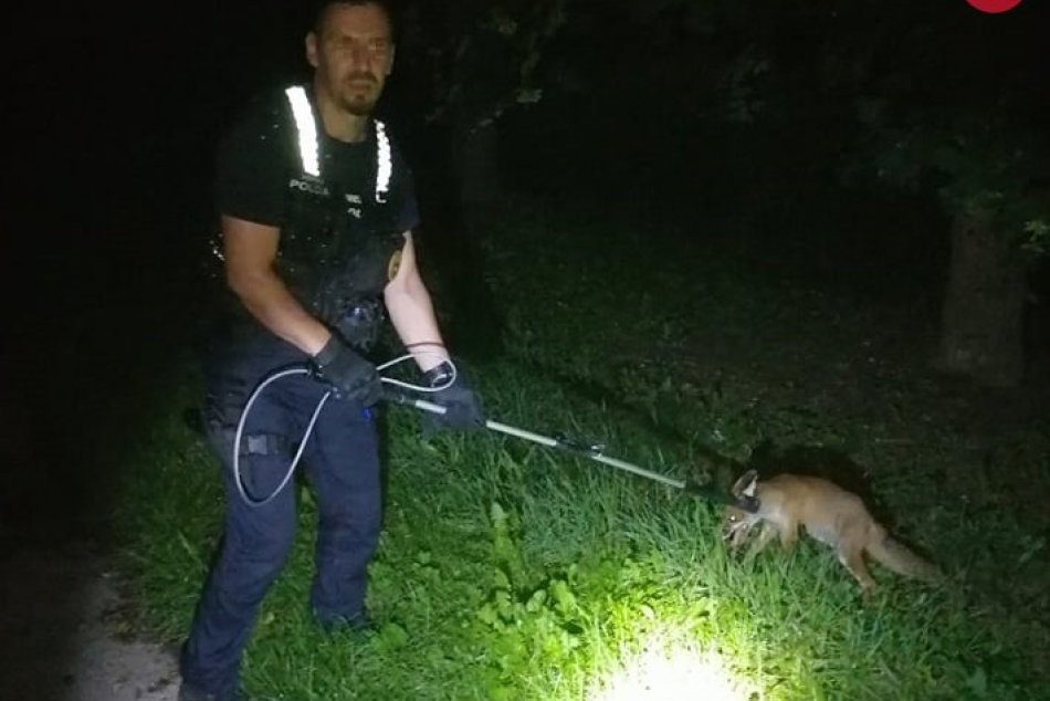 V OBRAZOCH: Obyvateľov bytového domu vo Zvolene vystrašila líška