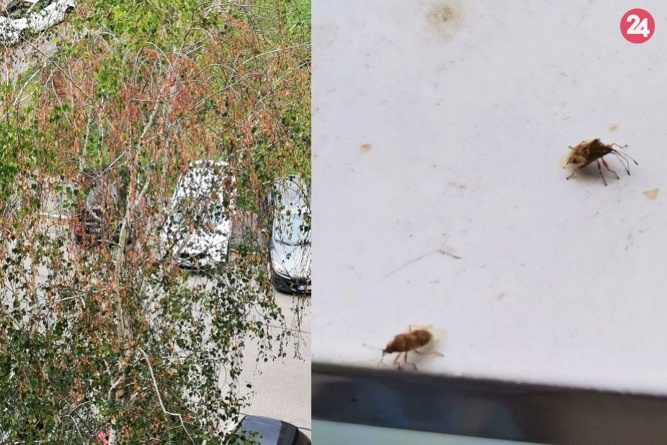 Obyvateľov Nitry trápi nepríjemný hmyz