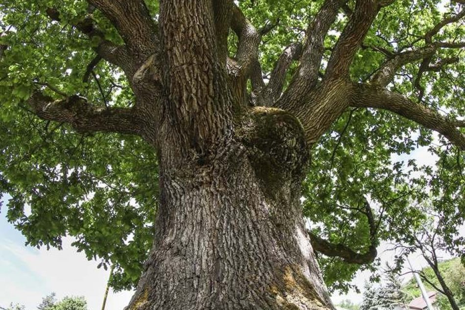 Obrazom: V ankete Strom roka 2020 aj reprezentant z nášho okresu
