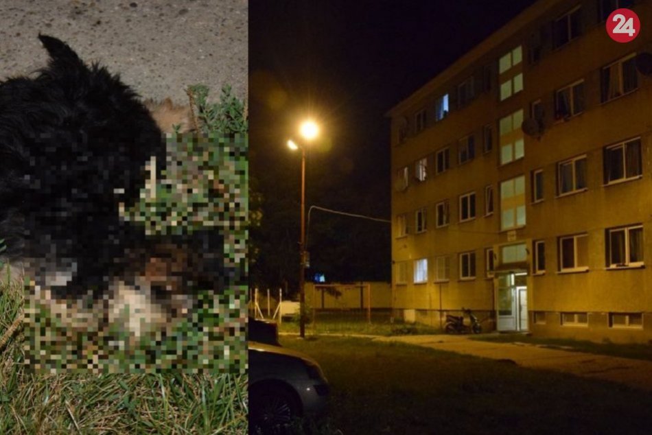 Šteniatko vyhodili z okna ubytovne