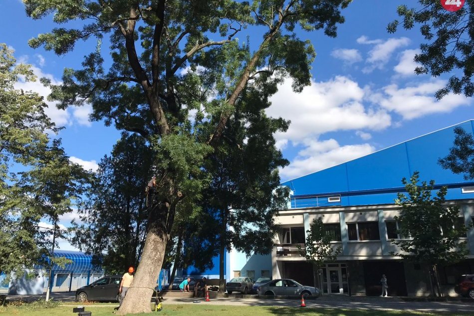 V parku sa začali veľké úpravy stromov: Niektoré čaká okamžitý výrub