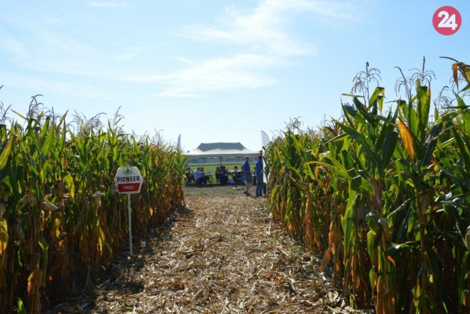 Deň poľa kukurice a slnečnice 2020