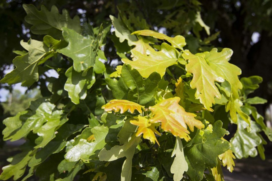 Obrazom: Dub z Drnavy