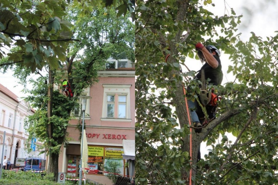 Horolezci opiľovali stromy
