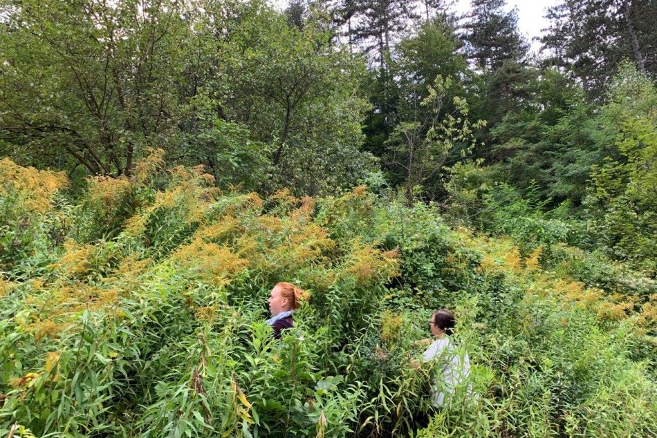 V OBRAZOCH: Odstraňovania inváznych rastlín z Laskomerskej doliny