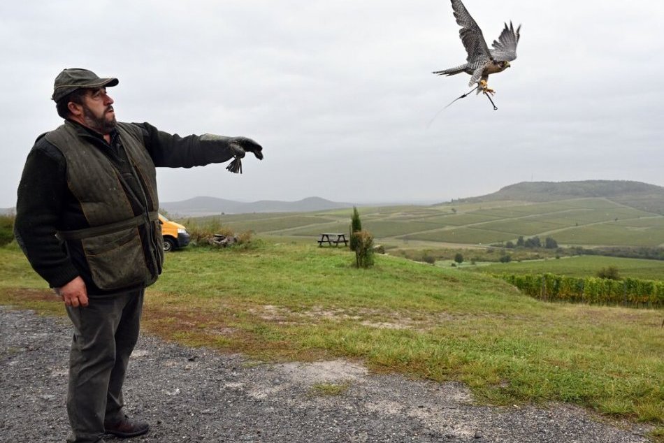 Sokoliari v tokajských viniciach