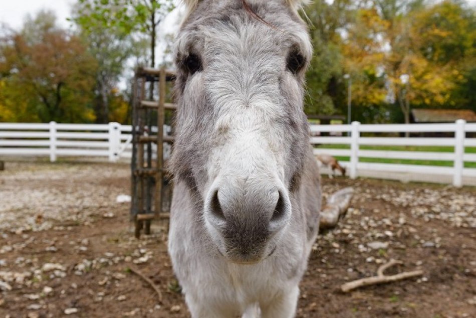 Zvieratá v mestskom parku v Nitre