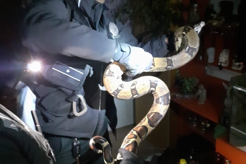 OBRAZOM: Kuriózny prípad z Prievidze, v byte ušiel z terária veľhad kráľovský