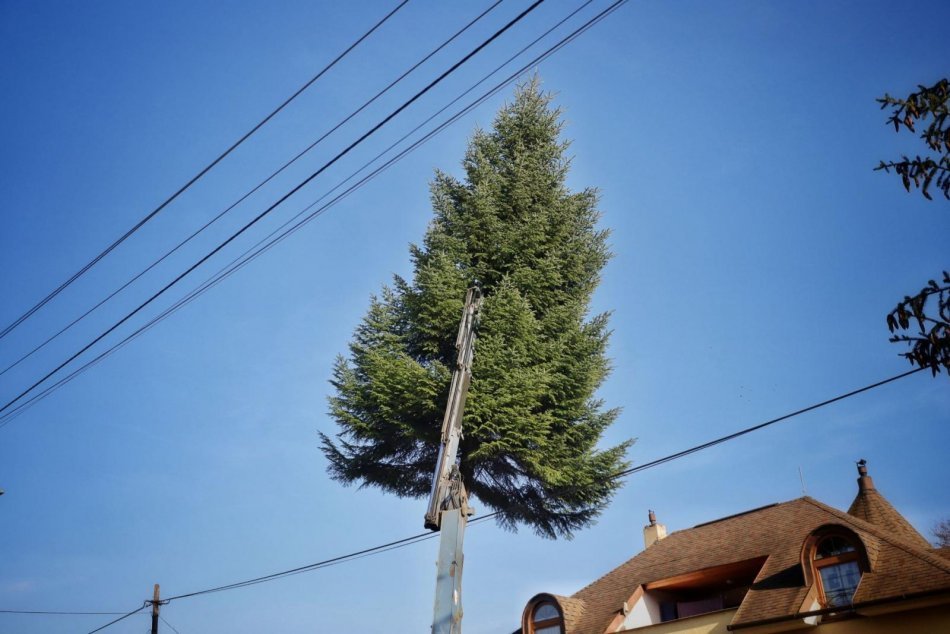 Obrazom: Príprava a osadenie vianočného stromčeka v Prešove