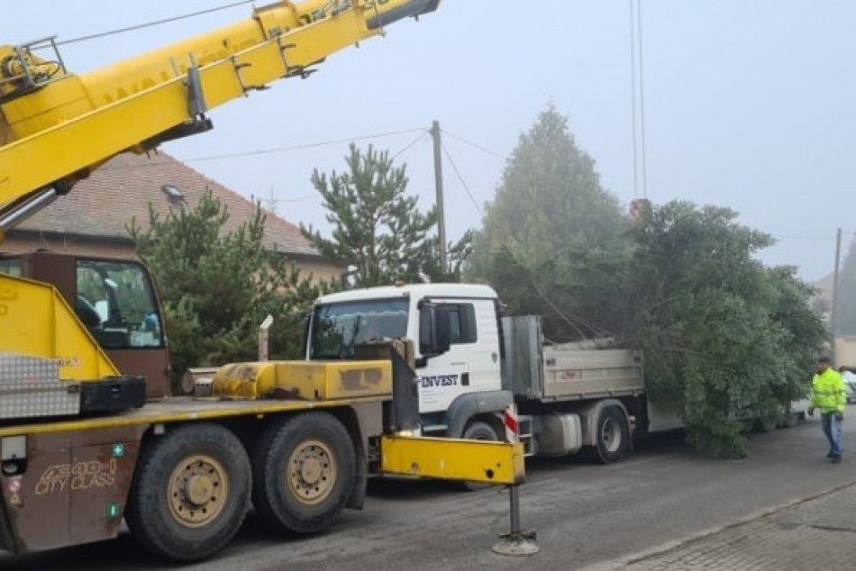 Vianočné stromčeky v Šali a vo Veči