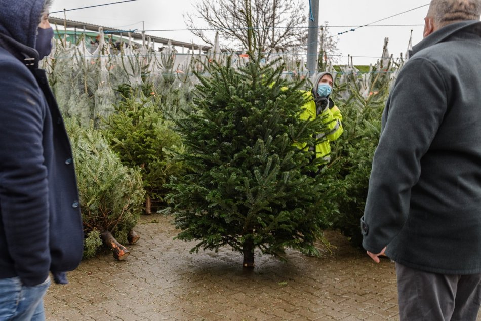 Predaj živých vianočných stromčekov v Nitre, FOTO