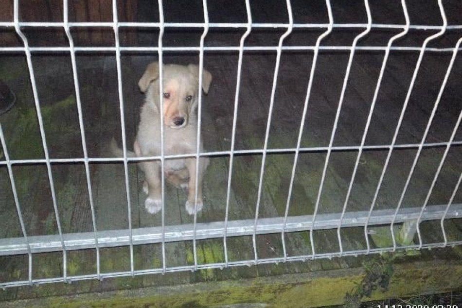 Bystričania, spoznávate odchyteného psíka?