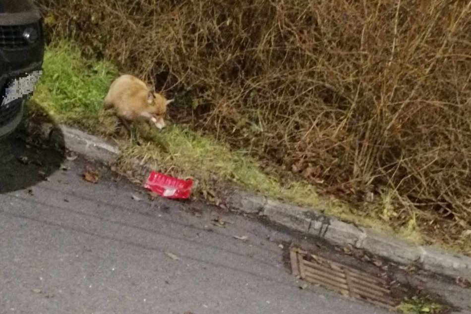 V OBRAZOCH: Líške v Bystrici zachutili chipsy