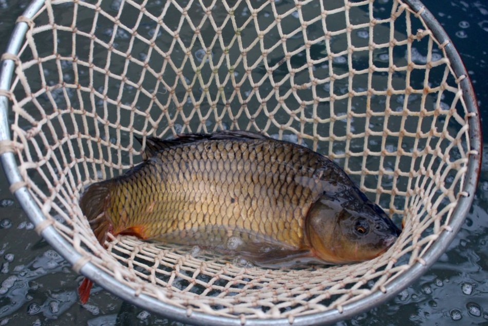 V OBRAZOCH: Živých kaprov si kúpite aj v Bystrici