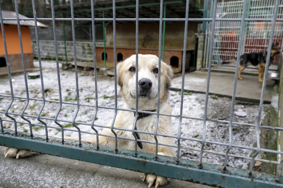 Útulkáči zo Slobody zvierat