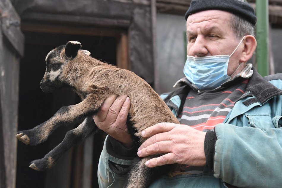 V OBRAZOCH: Mláďatko ovce kamerunskej v košickej Zoologickej záhrade