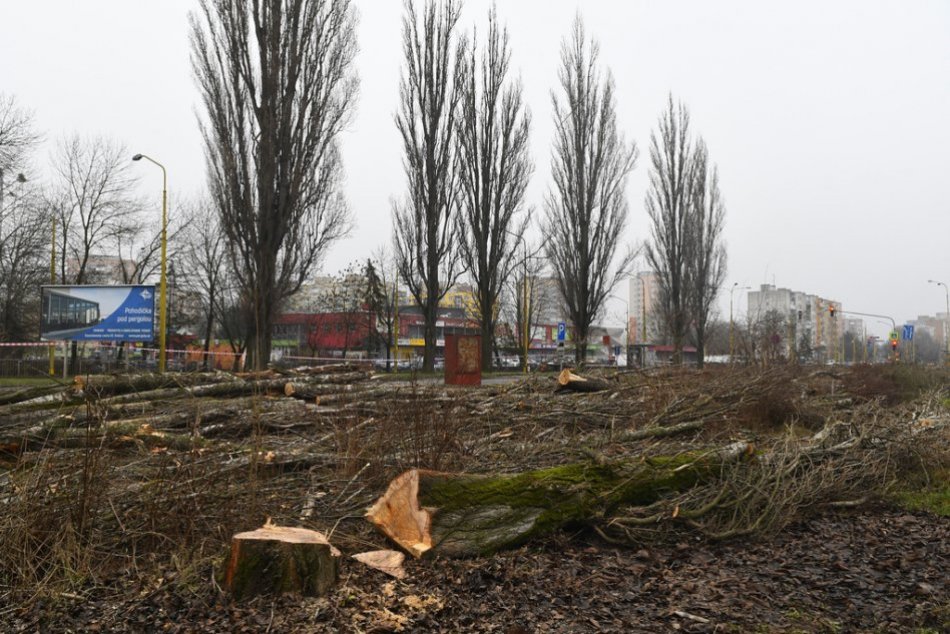 V OBRAZOCH: Výrub stromov na Slaneckej