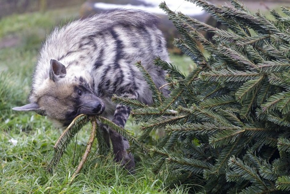 Vianočné stromčeky v ZOO Bratislava