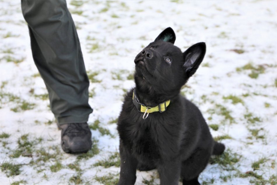 Psovodi z Nových Zámkov s novou posilou