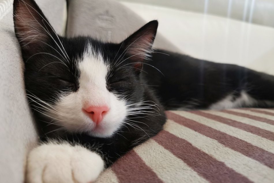 V OBRAZOCH: Kocúrik Murko spoznáva mesto z bundy svojho parťáka