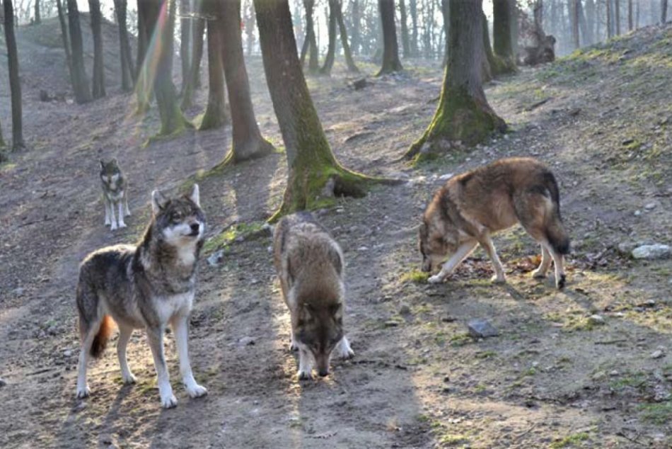 Vlci v ZOO Bratislava