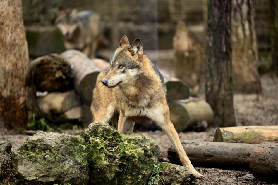 OBRAZOM: Národná zoologická záhrada v Bojniciach