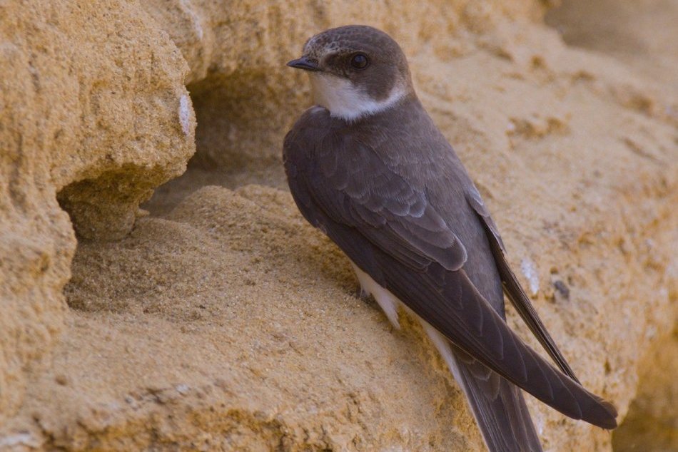 Hniezdna stena brehúl v Petržalke