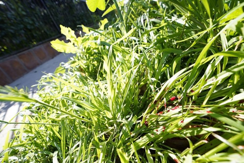 Krádež psov Lady GaGa