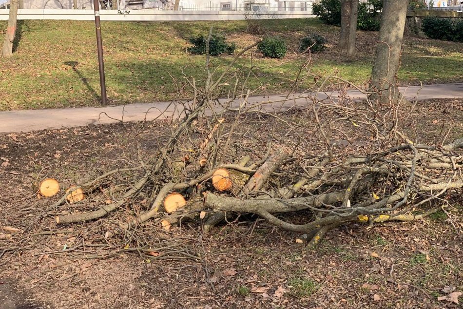 Orezy stromov a upratovanie v Sade Janka Kráľa