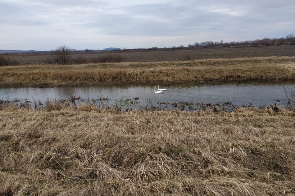 Obrazom zo Senianskych rybníkov: Ornitológom spríjemňuje práce i párik labutí