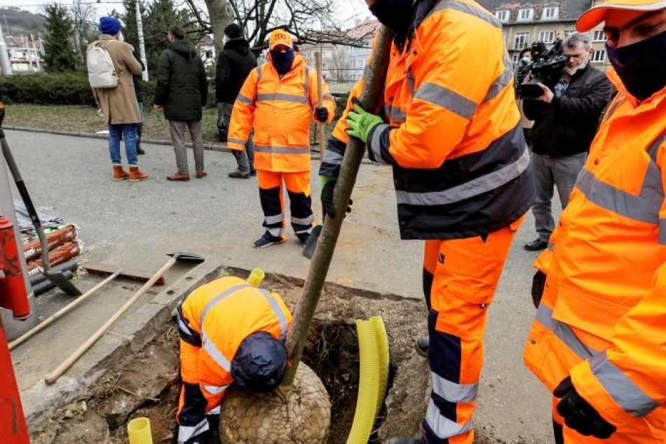 Výmena stromov pred Hlavnou stanicou