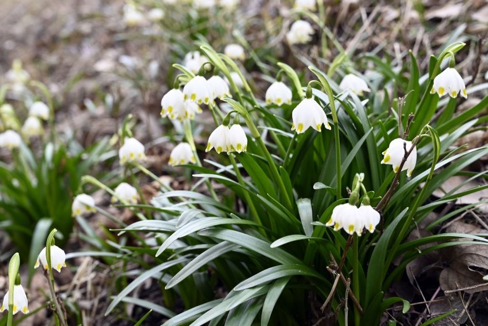Jarná krása na fotkách: Zákaz trhať, toto je chránená príroda pri Jovse